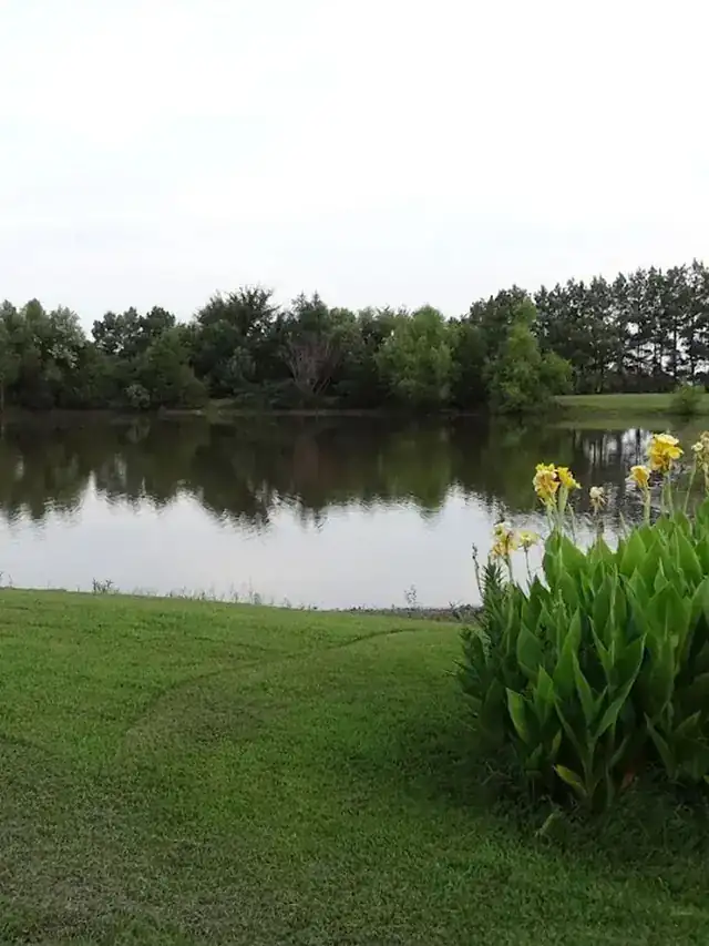The pond bank with irises along the water