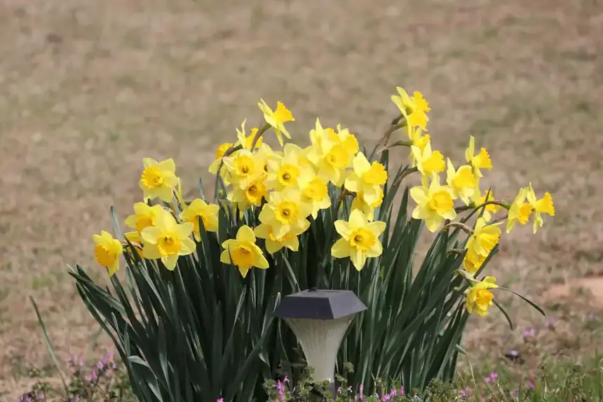 Daffodils beside a solar lamp on the grounds