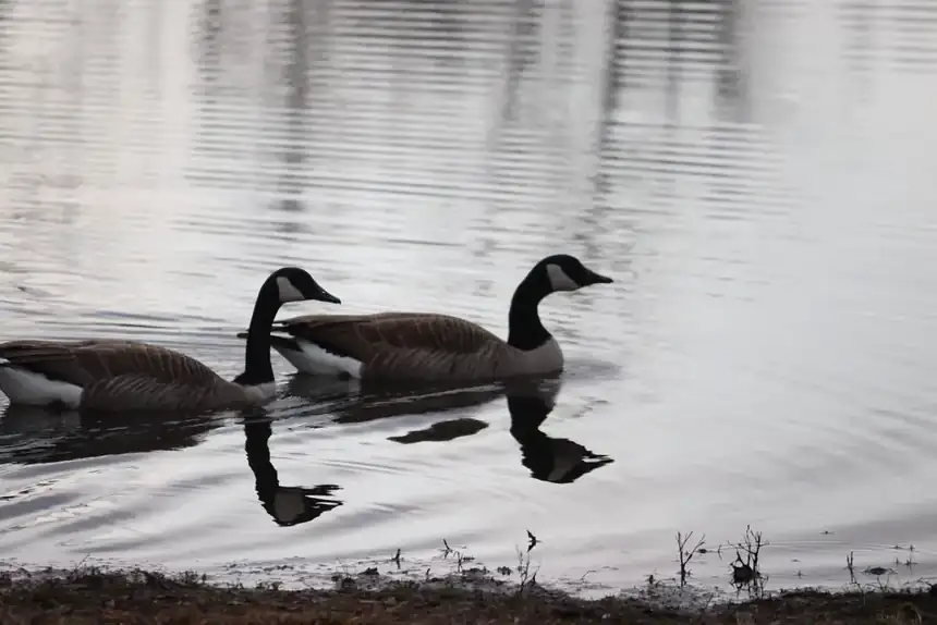 Geese on the catch-and-release pond